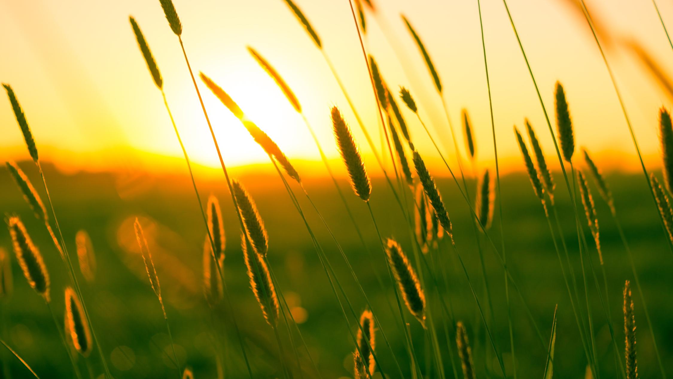 Sommer